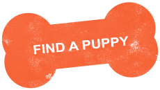 https://poodlecentral.co.nz/wp-content/uploads/2022/04/find-a-puppy.png