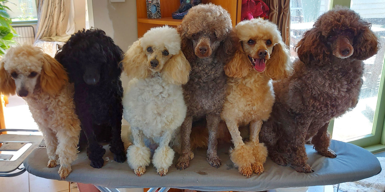 Poodles on the Move